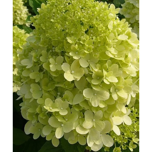Hydrangea paniculata Limelight 3 literes cserépben