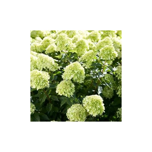 Hydrangea paniculata 'Little Lime'® - Halvány zöld kúpvirágú bugás hortenzia