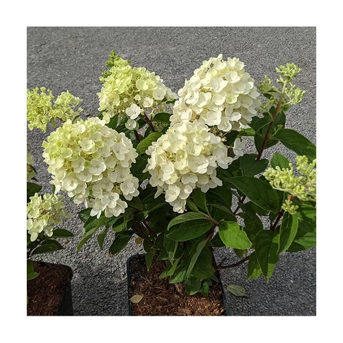 Hydrangea paniculata 'Little Spooky'® - 