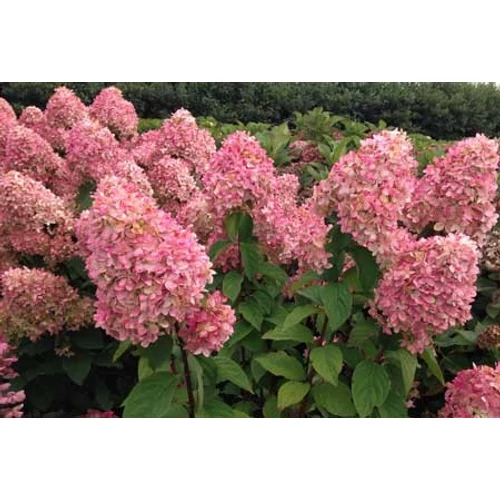Hydrangea paniculata 'Magical Candle'® - Zöldesfehér, kúpvirágú bugás hortenzia 