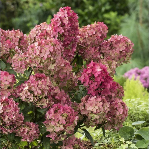 Hydrangea paniculata 'Petit Flori'® - Törpe bugás hortenzia