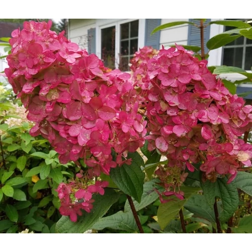Hydrangea paniculata 'Pink Diamond' - Rózsaszín, kúpvirágú bugás hortenzia