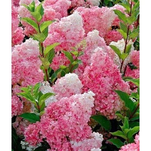 Hydrangea paniculata 'Pink Lady' - 