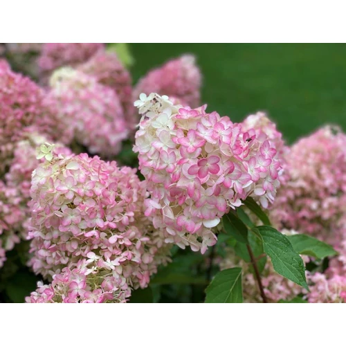 Hydrangea paniculata 'Pinkachu'® - 