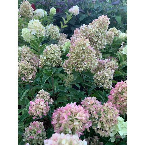 Hydrangea paniculata 'Pinklight'® - 