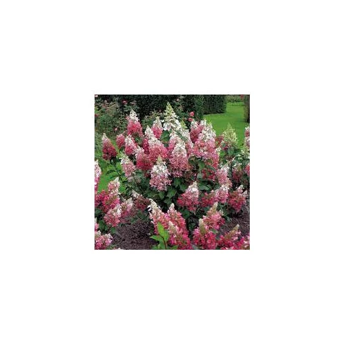 Hydrangea paniculata 'Pinky Winky'® - Rózsaszín, kúpvirágú bugás hortenzia