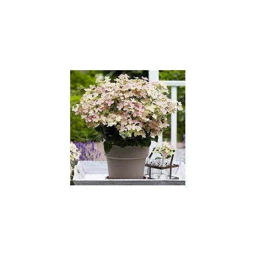 Hydrangea paniculata Polestar