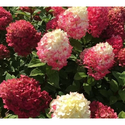 Hydrangea paniculata 'Redlight'® - 