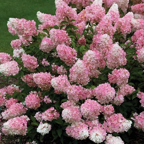 Hydrangea paniculata 'Sundea Fraise'® - Rózsaszín, kúpvirágú bugás hortenzia