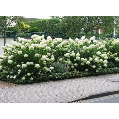 Hydrangea paniculata 'Unique' - Fehér, kúpvirágú bugás hortenzia