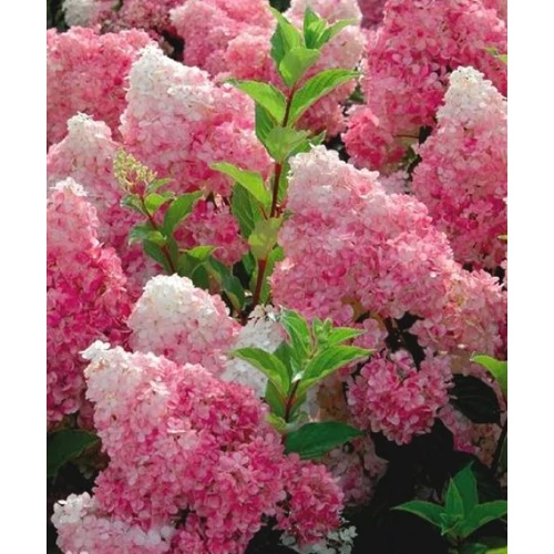 Hydrangea paniculata Vanille Fraise