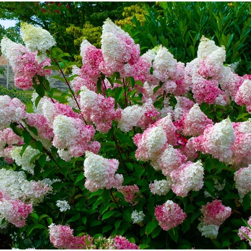 Hydrangea paniculata 'Vanille Fraise'® - Krémfehér, kúpvirágú bugás hortenzia