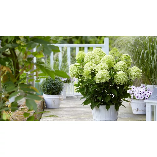Hydrangea paniculata 'Whitelight'® - 