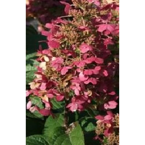 Hydrangea paniculata 'Wim's Red' ® - Bordós virágú bugás hortenzia