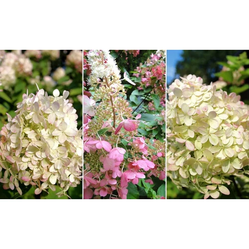 Hydrangea paniculata 'XS Light'® - 