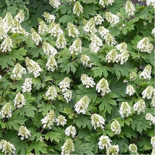 Hydrangea quercifolia - Tölgylevelű hortenzia
