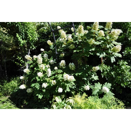 Hydrangea quercifolia 'Alice' - 