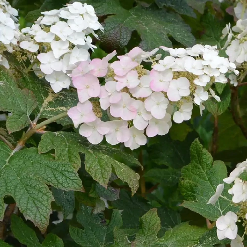 Hydrangea quercifolia 'Applause' - 