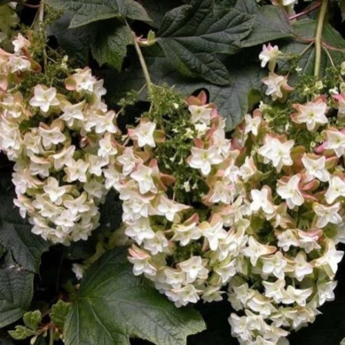Hydrangea quercifolia 'Black Porch' - 
