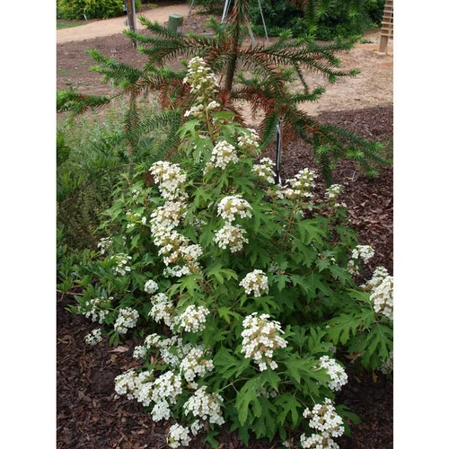 Hydrangea quercifolia 'Ice Crystal'® - 