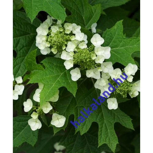 Hydrangea quercifolia Sikes Dwarf