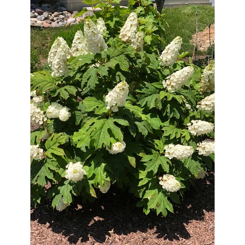 Hydrangea quercifolia 'Snow Giant' - Tölgylevelű, dupla fehér kúpvirágú hortenzia