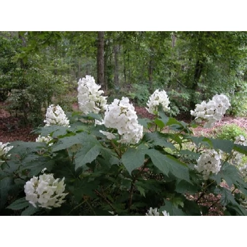 Hydrangea quercifolia 'Snow Queen'® - Tölgy levelű, fehér virágú hortenzia