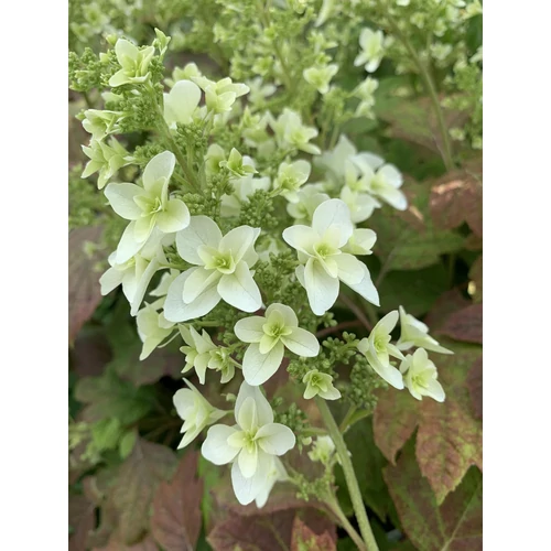 Hydrangea quercifolia 'Snowflake' - 