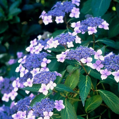 Hydrangea serrata 'Blue Deckle' - Kékvirágú, érdeslevelű hortenzia