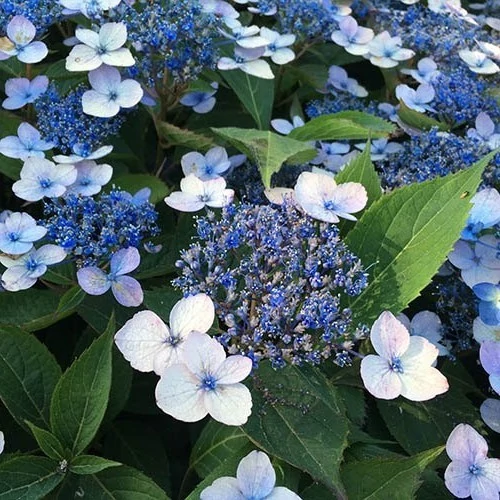 Hydrangea serrata 'Magic Pillow'® - 