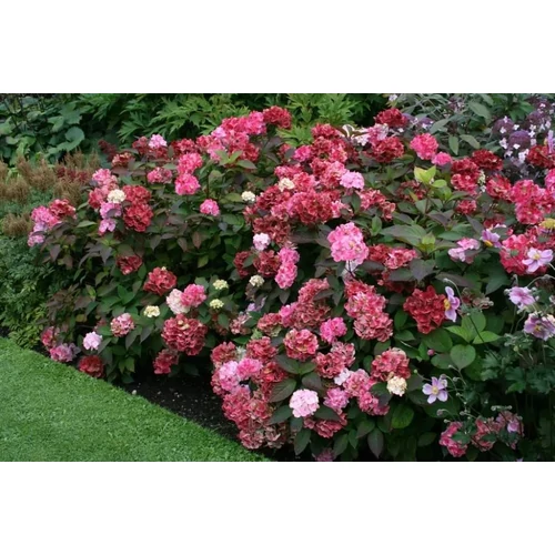 Hydrangea serrata 'Preziosa' - Rózsaszínból karmazsinpirosba színeződő virágú, érdeslevelű hortenzia