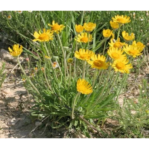 Hymenoxys scaposa (Aranycsillag)