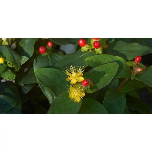 Hypericum inodorum 'Elstead' – Piros bogyós orbáncfű