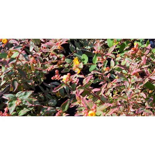 Hypericum moserianum tarka orbáncfű