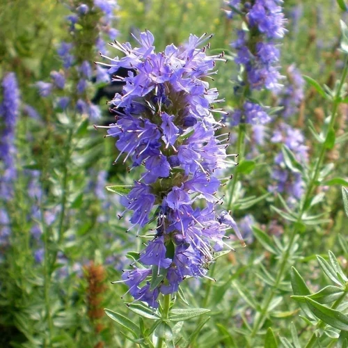 Hyssopus officinalis (Izsóp)