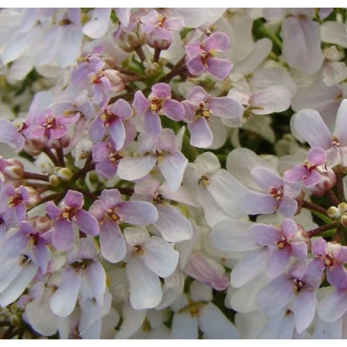 Iberis sempervirens 'Fishbeck' (Örökzöld tatárvirág)