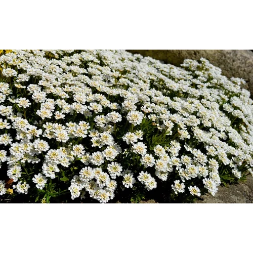 Iberis sempervirens (Örökzöld tatárvirág)