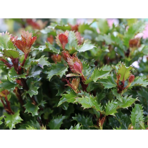 Ilex meserveae 'Little Sensation' – Törpe magyal