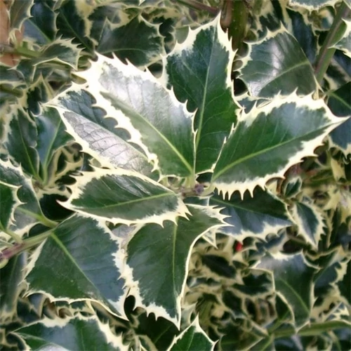 Ilex aquifolium 'Argentea Marginata' - 