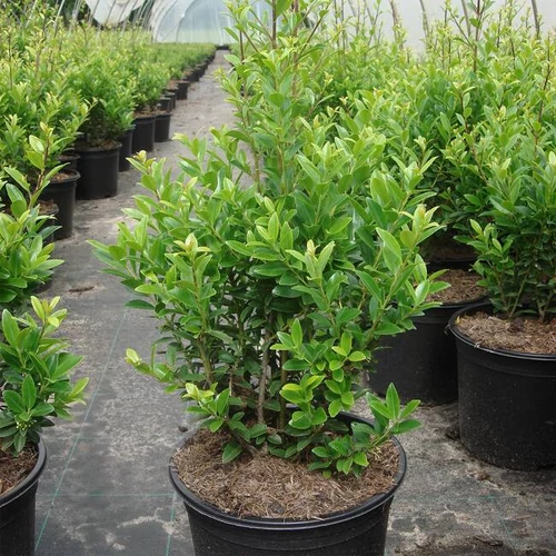 Ilex maximowicziana var. kanehirae 'Impala' – Japán magyal