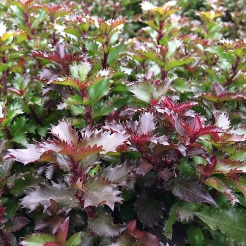 Ilex meserveae ‘Little Rascal’  kékes levelű magyal