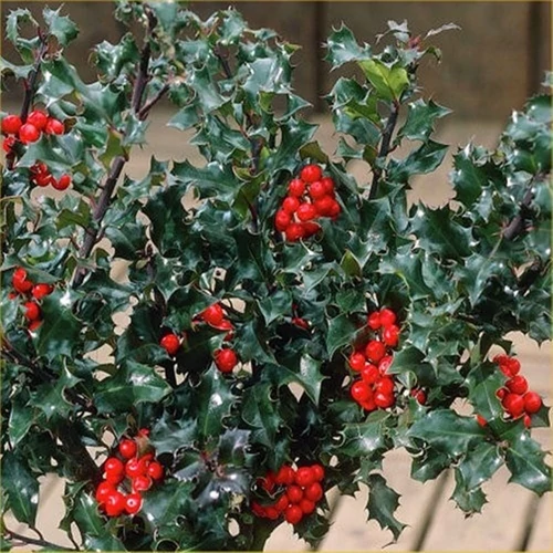 Ilex x meservae 'Blue Angel' - 