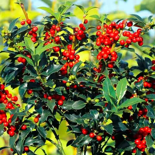 Ilex x meservae 'Blue Prince' - 