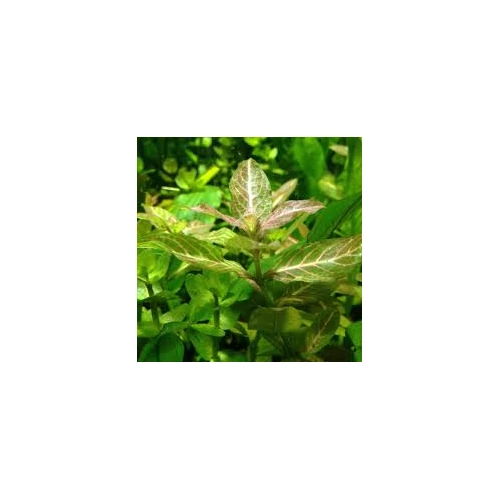 Indiai vízicsillag - Hygrophila polysperma akváriumi növény