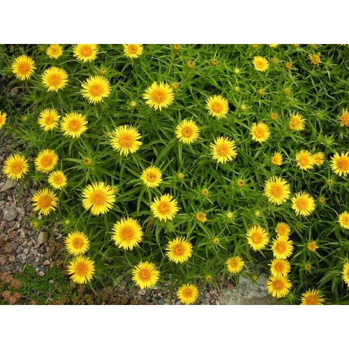 Inula ensifolia 'Compacta' (Kardos peremizs)