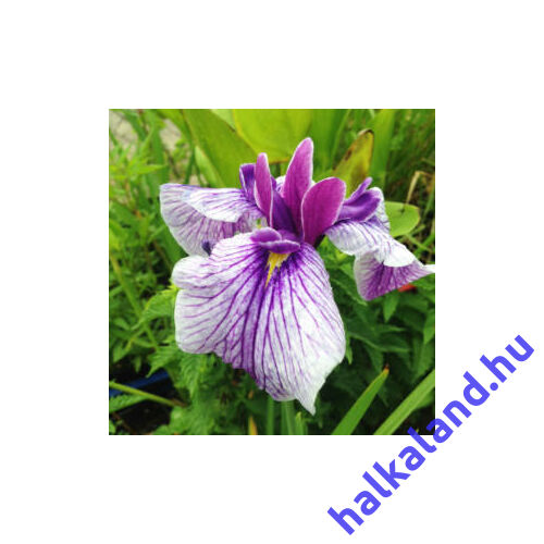Iris kaempfery - mocsári írisz kerti tavi növény