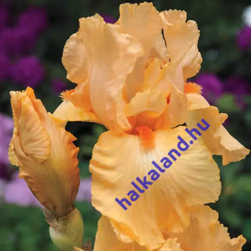 Iris  'Apricot Silk' (Nőszirom)