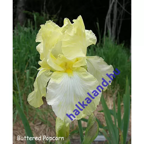 Iris  'Buttered Popcorn' (Nőszirom)