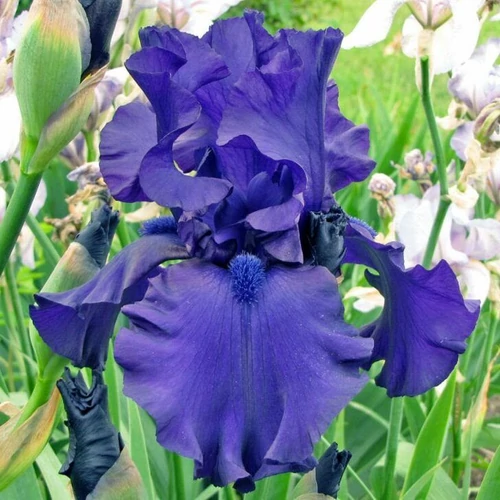 Iris  'Dusky Challenger' (Nőszirom)
