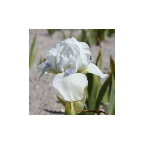 Iris  'Immortality' (Nőszirom)